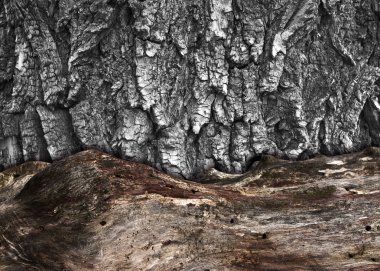 iki farklı doku ağaç