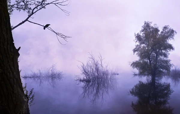 नदी पर धुंधली सुबह। नदी फैल — स्टॉक फ़ोटो, इमेज