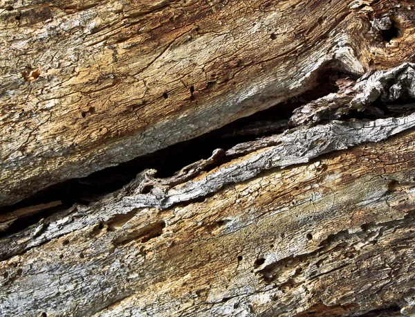 Textura de roble viejo — Foto de Stock