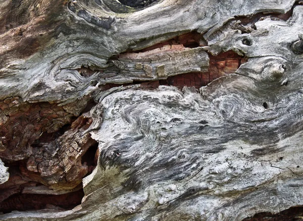 오래 된 마른 나무의 질감 — 스톡 사진