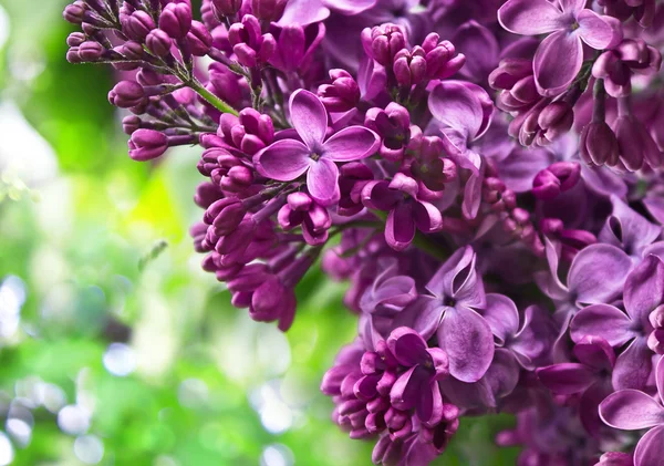 Hermosa rama lila púrpura en el fondo con bokeh effec — Foto de Stock