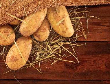 çuval çuval patates hasat