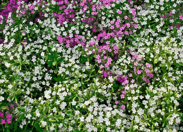 Blomsterbed med hvitt flekksubulat – stockfoto