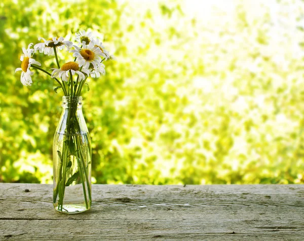 Bouquet of daisies in a bottle — Stock Photo, Image