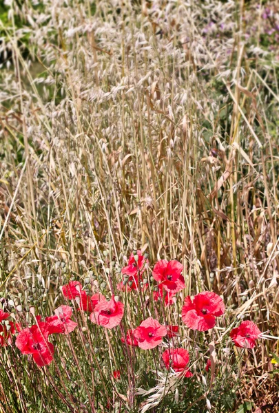 Red poppies — Stock Photo, Image