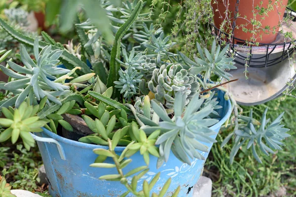 Reduce, reuse, recycle planter craft ideas.Recycled garden design and low-waste lifestyle.