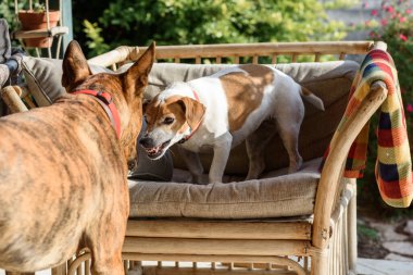 Köpek dövüşünde hırla!.