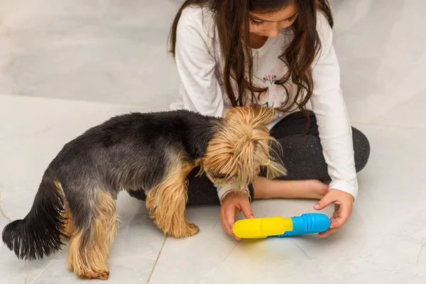 Bambino seduto sul pavimento a giocare con il giocattolo Fidget Pop Tube. carino ragazza e Yorkshire terrier divertente cane giocare con pop tubo giocattolo a casa. — Foto Stock