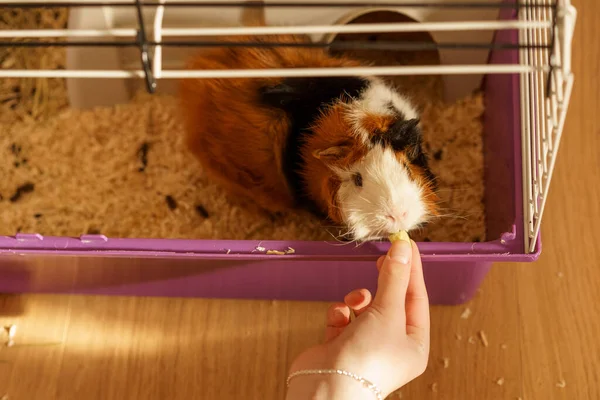 Curious Guinea Pig In Cage.