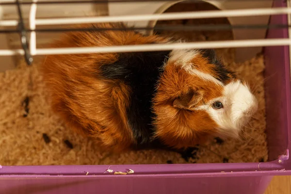 Curious Guinea Pig In Cage. - Stock-foto