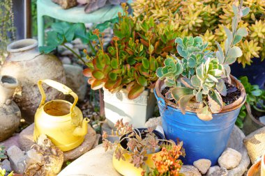 Yeniden kullanılmış ekici fikirleri. Geri dönüştürülmüş bahçe tasarımı, zanaat, diy ve düşük atık yaşam tarzı.