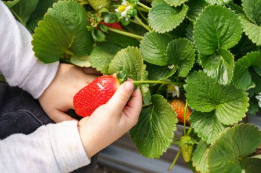 Çilek Tarlasında Çilek Toplayan Çocuk, Yüzsüz Vuruş.