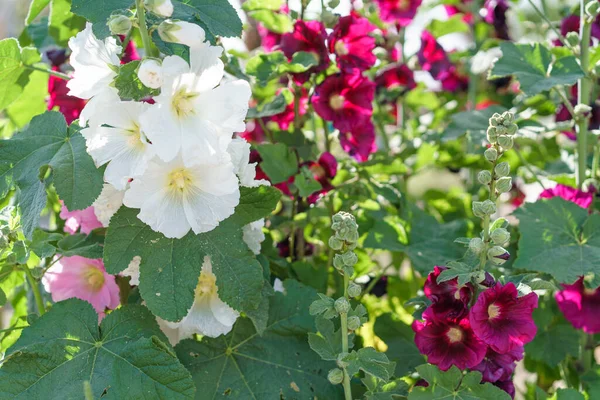 Mooie hollyhock bloemen op tuinbed. — Stockfoto