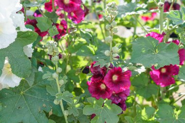 Çiçek tarlasında güzel beyaz ve siyah gülhatmi çiçekleri.