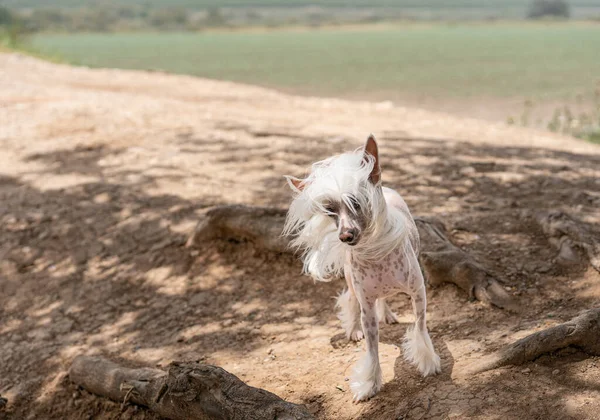 Chinese crested dog running outdoor on a sunny day.