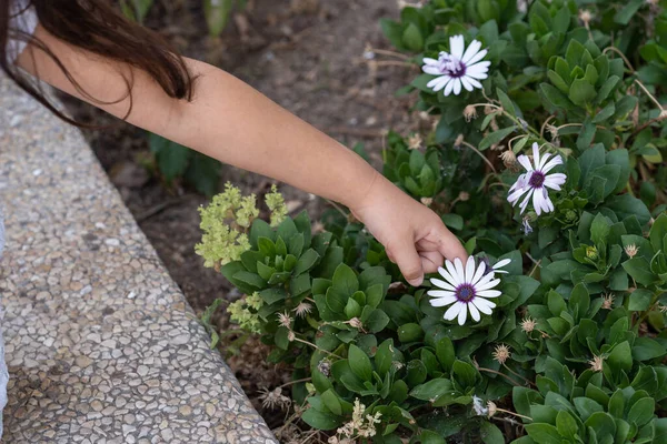 Girl picks flowers for herbarium in a park.
