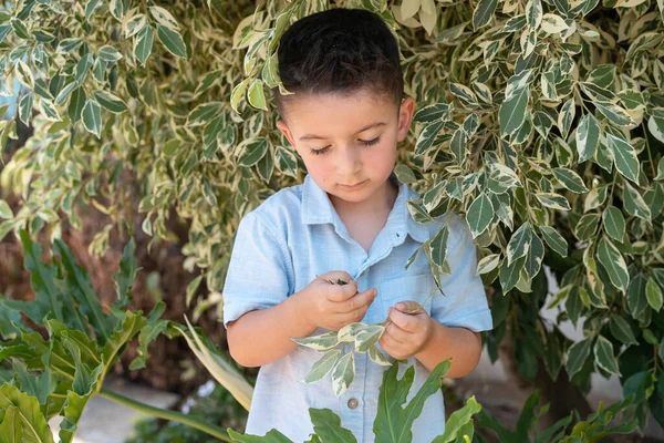 Красивый Симпатичный Молодой Мальчик Ботанической Школы Ученик Стоит Кустах Собирает — стоковое фото