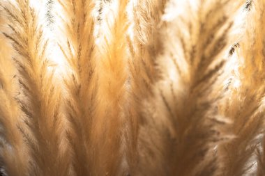 Pampas otları bulanık, soyut doğa arka planı. Bulanık Cortaderia selloana bitkisi.