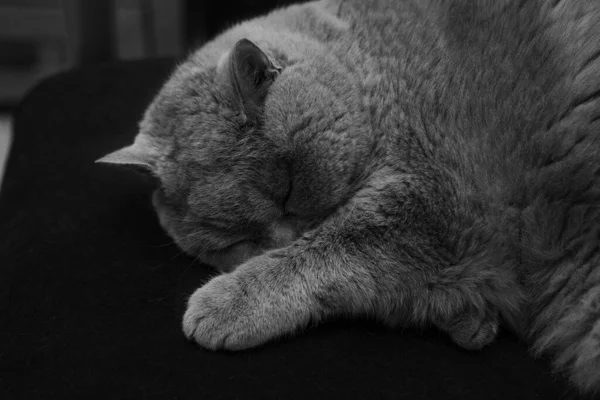 Британський Короткошерстий Кіт Спить Дивані Лапою Носі Холодній Вітальні — стокове фото