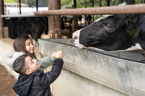 Kids at a milk farm feeding cow. Little children feeds a cow with grass.