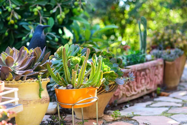 Casalinga Succulenta Fiori Giardino — Foto Stock
