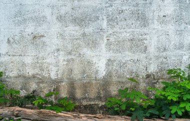 Endüstriyel binadaki eski beyaz beton duvarın dokusu ve yeşil çimen bitkilerinin arka plan kopyalama alanı 