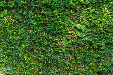 Soyut, eski, karanlık, yosunlu, çimento, beton duvar dokusu, yeşil yapraklı yeşil sarmaşık yaprakları ya da arka planda yetişen Sarmaşık ağacı.