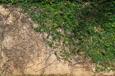 Soyut, eski, karanlık, yosunlu, çimento, beton duvar dokusu, yeşil yapraklı yeşil sarmaşık yaprakları ya da arka planda yetişen Sarmaşık ağacı.