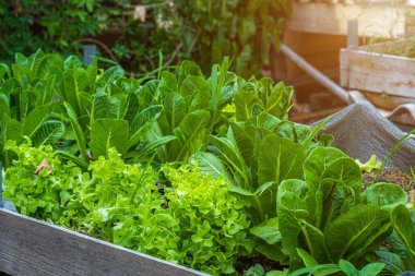 Güzel organik Butterhead, Mini Cos, yeşil ve kırmızı meşe marulu veya sebze bahçesi toprakta yetişiyor, tarım tarımı hasat ediyor..