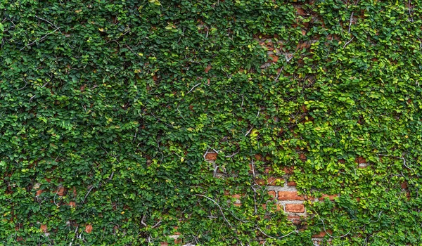 Texture Old Orange Brick Wall Large Green Vine Leaves Grows — Stock Photo, Image