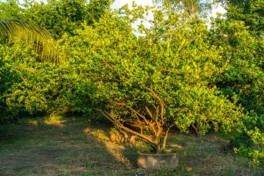 Bahçedeki çimento havuzunda yetişen yeşil limon ağaçları Tayland turunçgilleri..