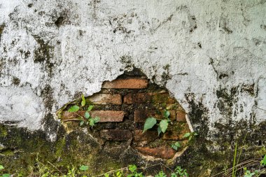 Kırık alçılı, yaşlı tuğla duvar. Soyut, karanlık, yosunlu beton duvar. Beton beton beton duvar üzerindeki büyüme sırasında küçük ağaç.