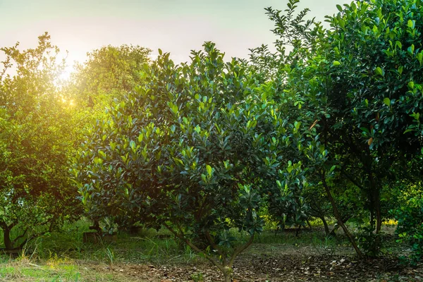 Jackfruit Tree Asian Summer Fruits Cement Pond Garden Background Harvest — Stock Photo, Image