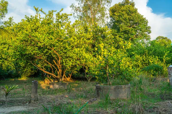 Zielone Cytryny Wzrost Drzewa Stawie Cementowym Ogrodzie Owoce Cytrusowe Tajlandia — Zdjęcie stockowe
