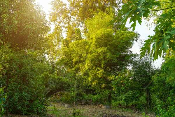 Green bamboo trees standing together in the bush Natural forest background with copy space.