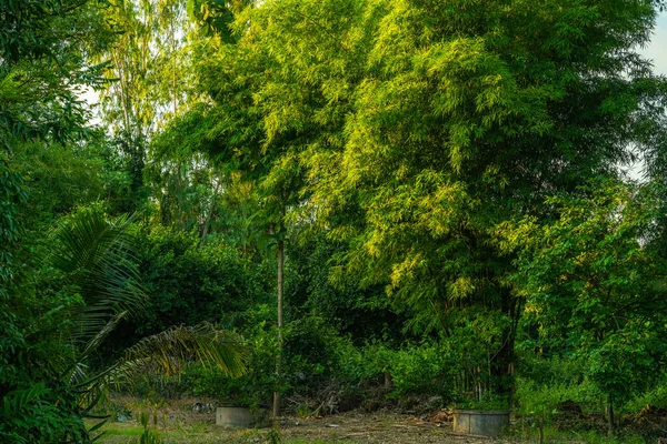 Зеленые Бамбуковые Деревья Стоящие Вместе Кустах Природный Лес Фон Копировальным — стоковое фото