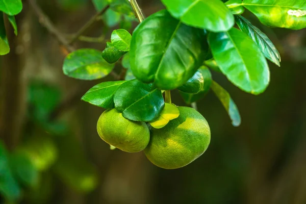 Közelkép Zöld Citrom Citromfa Kertben Háttér Betakarítás Citrusfélék Thaiföld — Stock Fotó