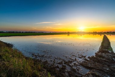 Çamurda mısır tarlasının manzarası ve su yansıması Alacakaranlık mavi ve turuncu dramatik gün batımı gökyüzü plaj renkli bulutlu hava arkaplanı.