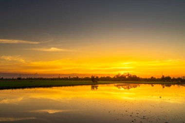 Çamurda mısır tarlasının manzarası ve su yansıması Alacakaranlık mavi ve turuncu dramatik gün batımı gökyüzü plaj renkli bulutlu hava arkaplanı.