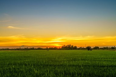 Pirinç tarlasının manzaralı yeşil çimen tarlası ya da Asya 'da tarım hasadı. Kabarık bulutlu mavi gökyüzü akşam arkaplanı..