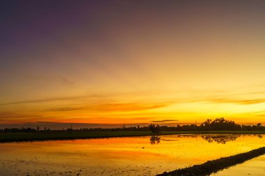 Çamurda mısır tarlasının manzarası ve su yansıması Alacakaranlık mavi ve turuncu dramatik gün batımı gökyüzü plaj renkli bulutlu hava arkaplanı.