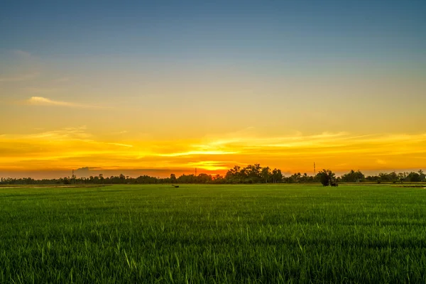 Pirinç tarlasının manzaralı yeşil çimen tarlası ya da Asya 'da tarım hasadı. Kabarık bulutlu mavi gökyüzü akşam arkaplanı..