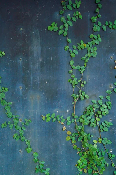 Old Rusty Container Industry Steel Plate Wall Texture Green Vine — Stock Photo, Image
