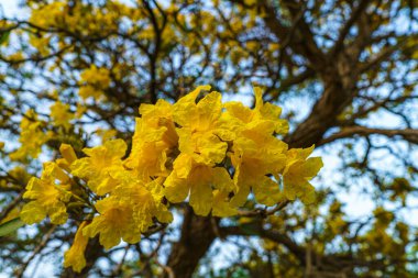 Güzel açan Sarı Altın trompet ağacı veya Tabebuia baharda bahçedeki parkla birlikte çiçek açıyor ve Tayland 'da günbatımında mavi gökyüzü arka planında.