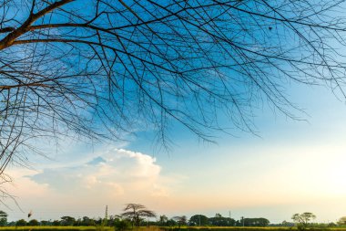 Yaprak döken ağaç gövdeleri ve dallardan oluşan gölgeler bulutlu mavi günbatımı arkaplanı