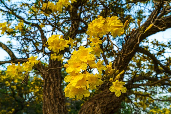Bela Árvore Trompete Dourado Amarelo Florescendo Tabebuia Estão Florescendo Com — Fotografia de Stock