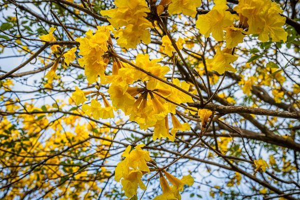 Bela Flor Amarelo Dourado Tabebuia Chrysotricha Flores Trompete Amarelo Que — Fotografia de Stock