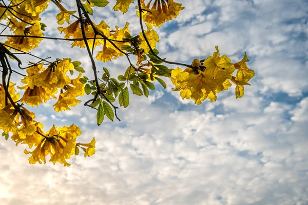 Beautiful Blooming Yellow Golden Tabebuia Chrysotricha Flowers Yellow Trumpet Blooming — Fotografia de Stock