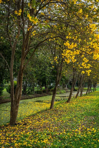 Güzel Açan Sarı Tabebuia Chrysotricha Sarı Trompet Çiçekleri Baharda Parkla — Stok fotoğraf