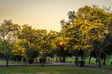 Güzel açan sarı trompet ağacı veya Tabebuia aurea yolu kenarında baharda bahçede ve Tayland 'da günbatımında parkla çiçek açan.
